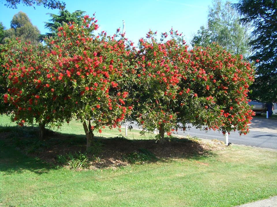 Rainbow Pines Tourist Caravan Park Adaminaby Exterior photo